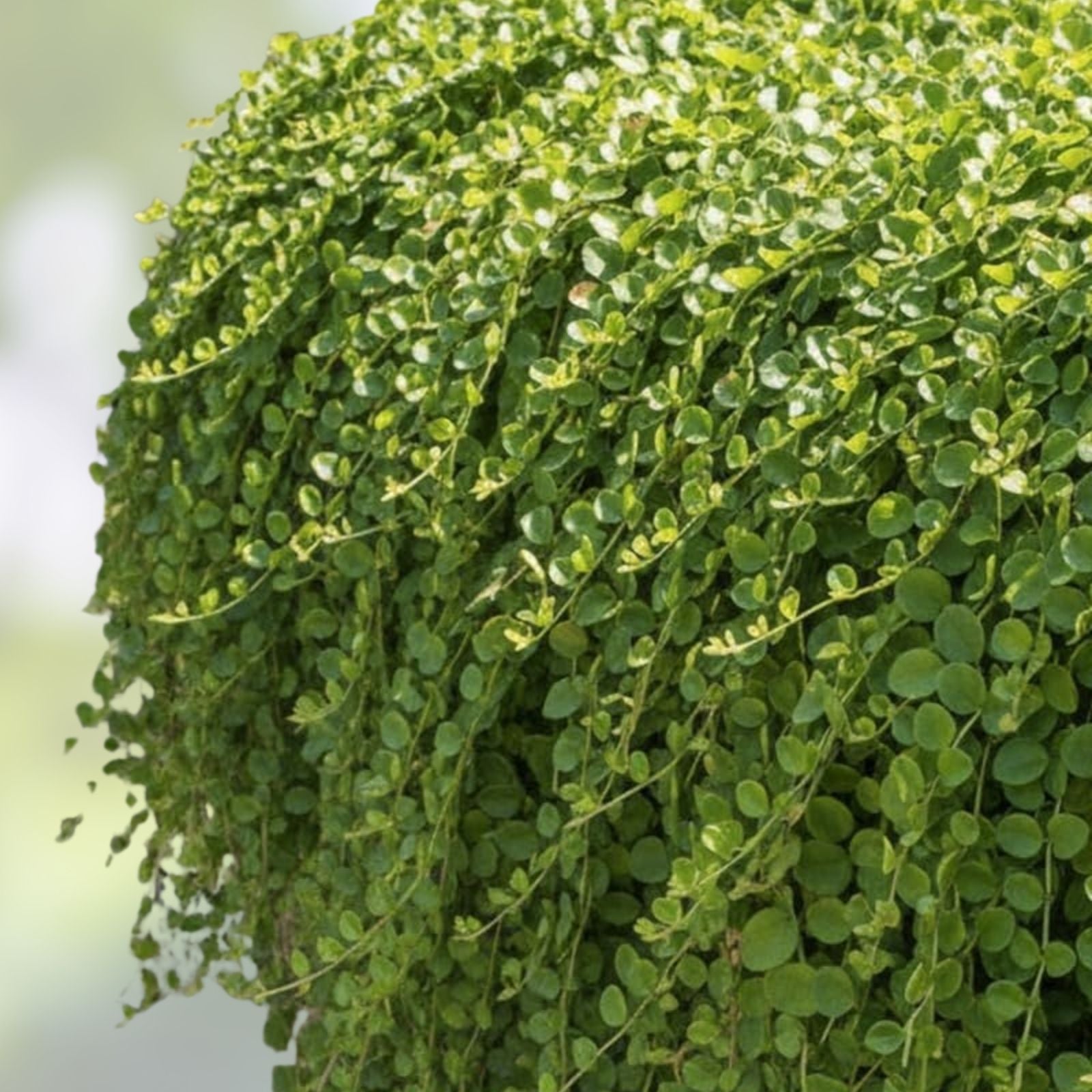 Creeping Jenny Groundcover Plants 3 Starts Lysimachia nummularia Dark Green Mat Live Plant, Ground Cover, Houseplant, Bare Root, Starter Plant