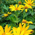 Organic Mexican Sunflower Cuttings - 10 Fresh Tithonia diversifolia Perennial Plants, Fast Growing, USA Grown