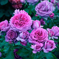 Purple Lavender Hybrid Tea Rose Bush - Live Fragrant Rose Plant, 1-2 ft, Heirloom, Garden Flower, Cutting, Starter Plant