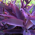 Purple Heart Wandering Jew Cuttings 5 Pack 6 Inches Tradescantia pallida Indoor Plant Starter Foliage