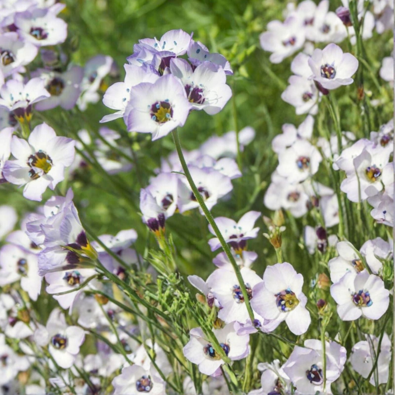 Bird's Eye Gilia Seeds 500 Count - Gilia tricolor Wildflower Seeds for Garden, Pollinator Attractant, Lavender Blooms