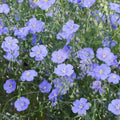 Blue Flax Seeds 100+ for Garden Wildflower Native Plant Linum lewisii Blue Flowers Live Plant Cutting