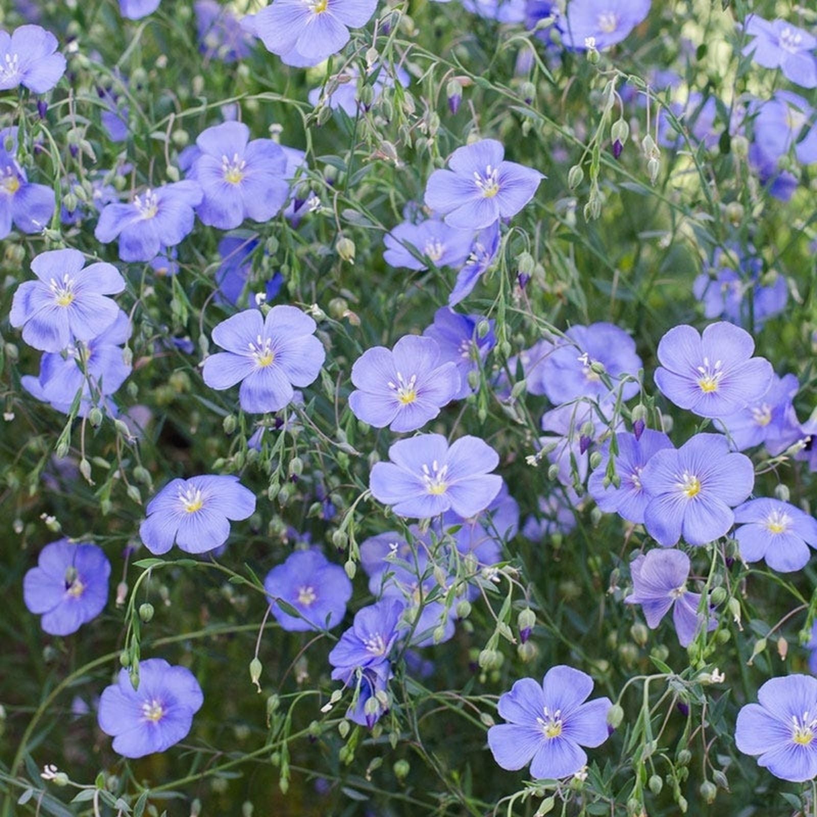 Blue Flax Seeds 100+ for Garden Wildflower Native Plant Linum lewisii Blue Flowers Live Plant Cutting