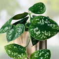Silver Ann Pothos Cutting – Indoor Houseplant, Green Leaf, Easy Care, 2 Leaves 2 Nodes, Rare Scindapsus Pictus Hybrid
