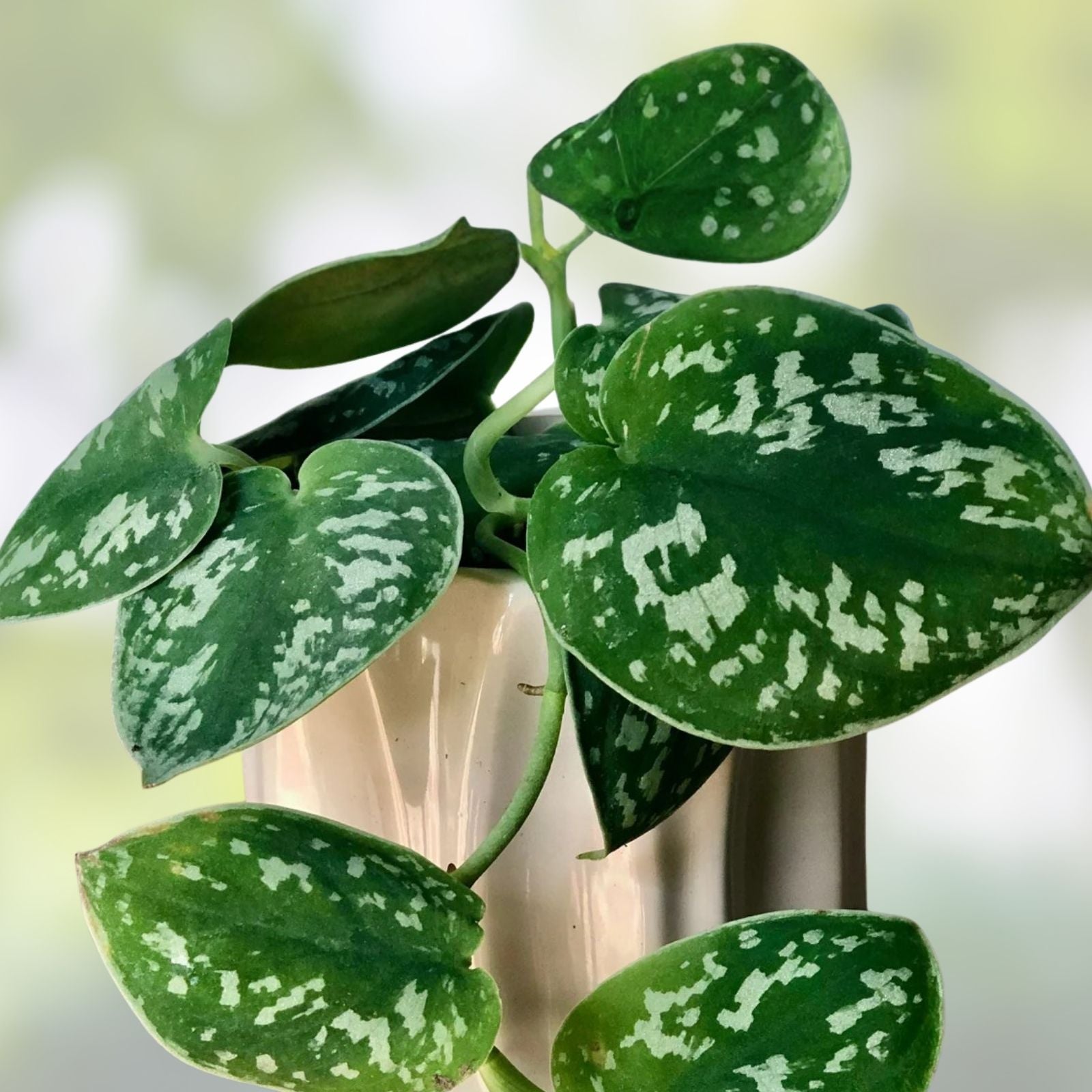 Silver Ann Pothos Cutting – Indoor Houseplant, Green Leaf, Easy Care, 2 Leaves 2 Nodes, Rare Scindapsus Pictus Hybrid