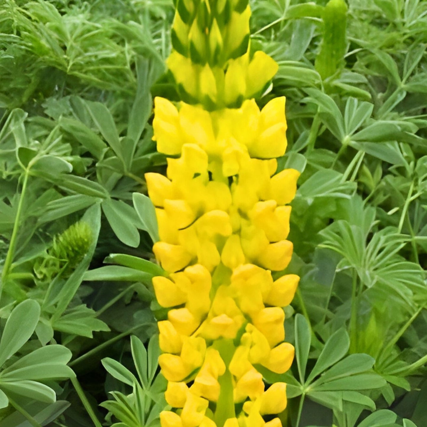 Lupine Seeds Golden Yellow Flower Seeds for Garden Landscaping Wildflower Seeds Lupinus perennis 20+
