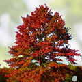 Pin Oak Tree Live Plant Set of 2, Quercus palustris, Bare Root, Deciduous Landscaping Trees, 12-18 Inch