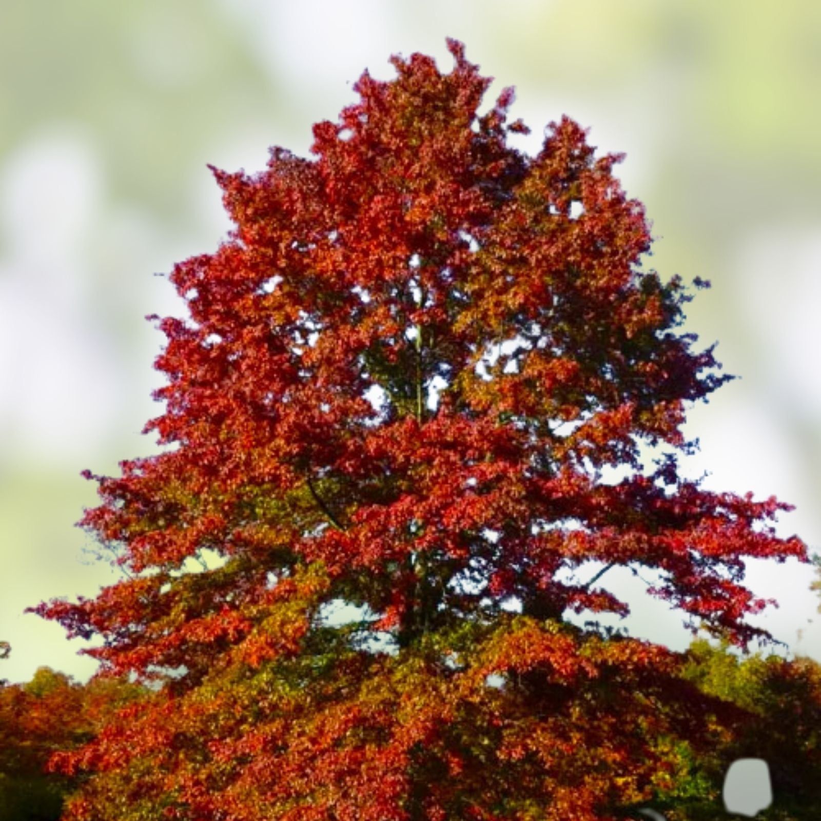 Pin Oak Tree Live Plant Set of 2, Quercus palustris, Bare Root, Deciduous Landscaping Trees, 12-18 Inch