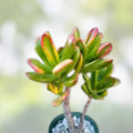 Rainbow Jade Crassula Ovata Siempre Viva Cutting, Rare Money Tree Succulent, Indoor Houseplant, Live Plant, Starter Plant