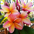 Plumeria Bewitched Cutting Tropical Flowering Plant Live Starter Plant Houseplant
