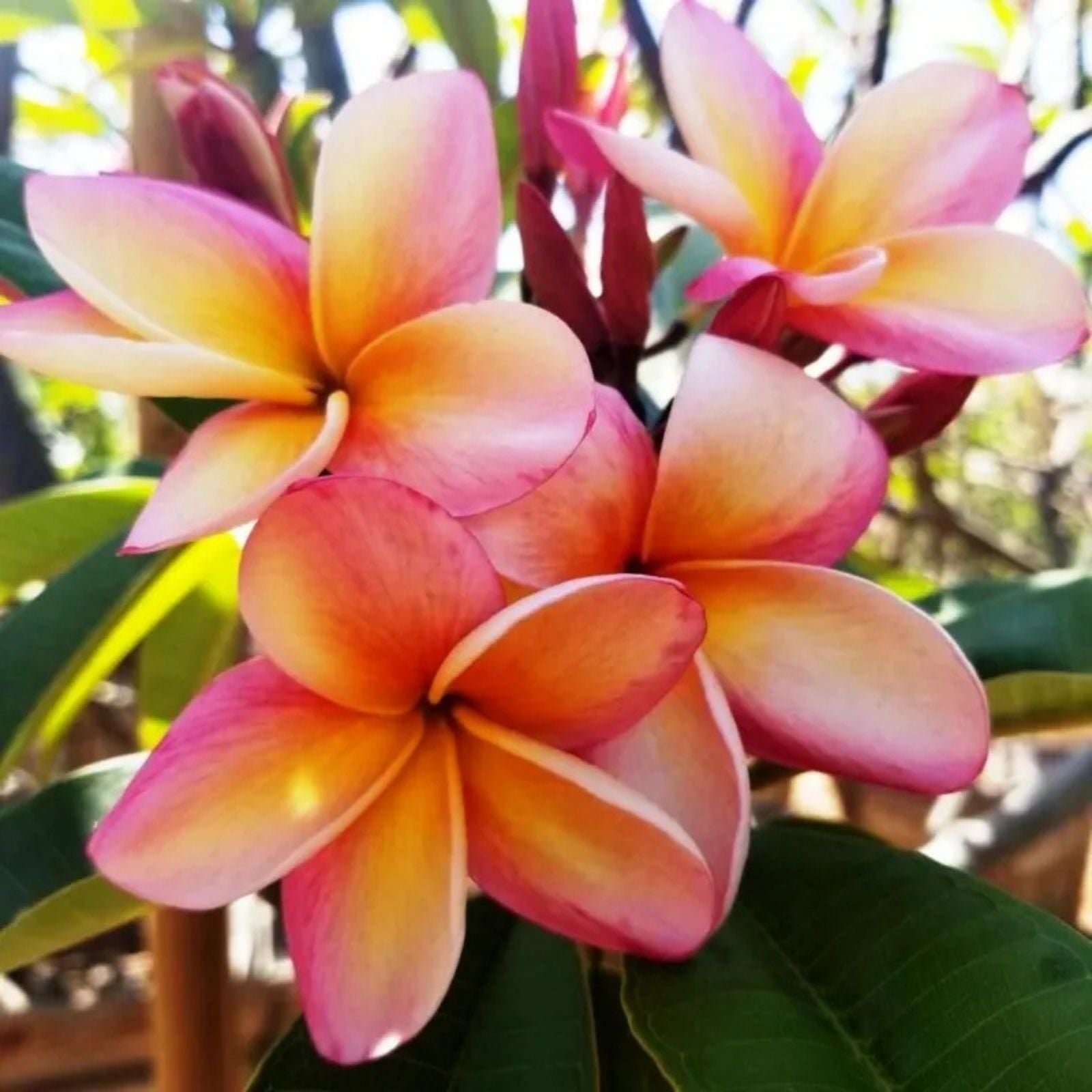 Plumeria Bewitched Cutting Tropical Flowering Plant Live Starter Plant Houseplant
