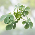 Adenia glauca Cactus Plant Live Succulent Green Indoor Outdoor Decor Starter Plant Bare Root