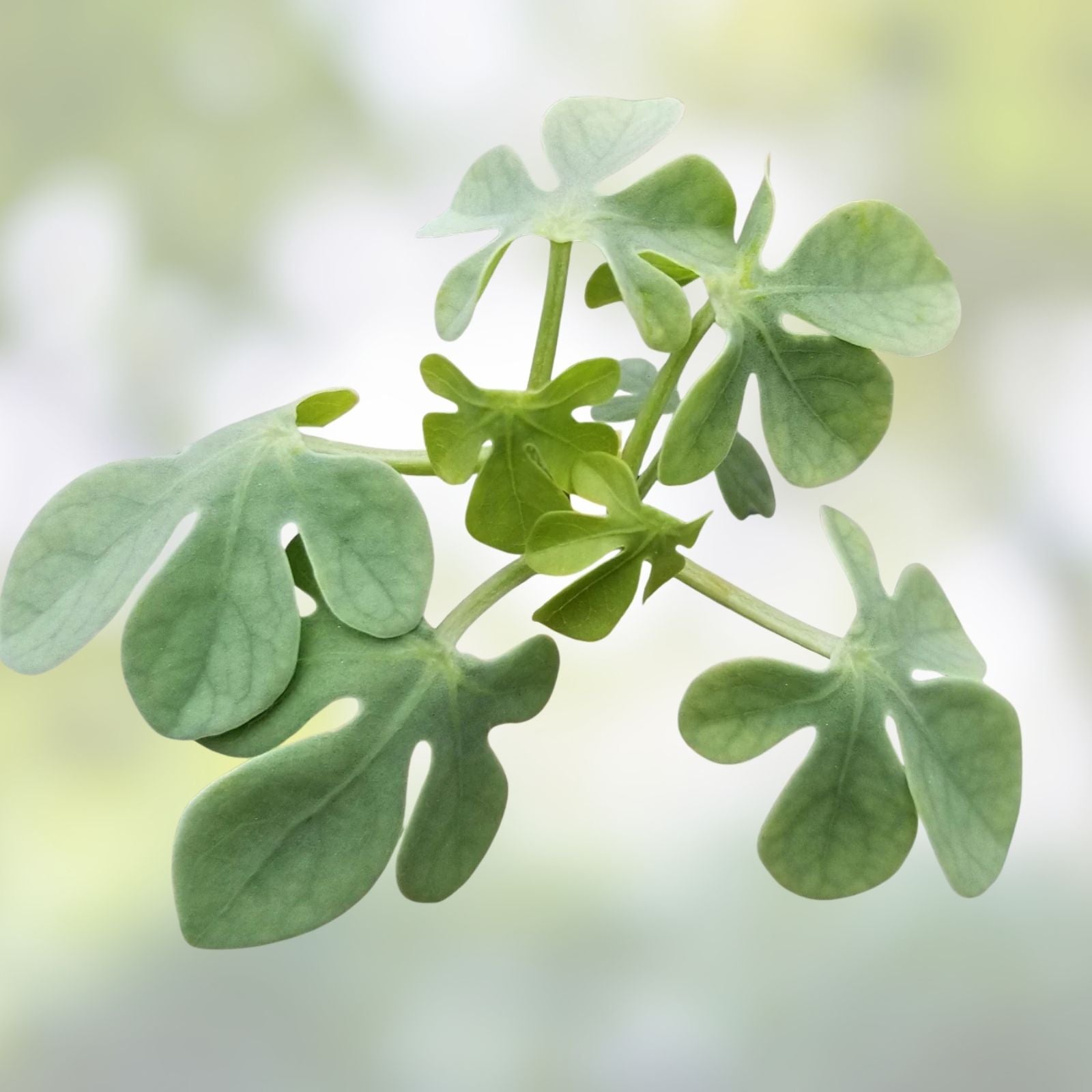 Adenia glauca Cactus Plant Live Succulent Green Indoor Outdoor Decor Starter Plant Bare Root