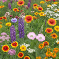 Organic White Wildflower Seed Mix 200 Seeds Native USA Non-GMO Pollinator Garden Planting Starter