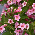 Redbud Tree Bare Root Cercis canadensis Missouri Grown 6-12 Inch Live Plant for Landscaping Garden