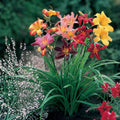 Mixed Daylily Bare Root Plants 5 Varieties Hemerocallis Flowering Perennials Live Starter Plants Free Shipping