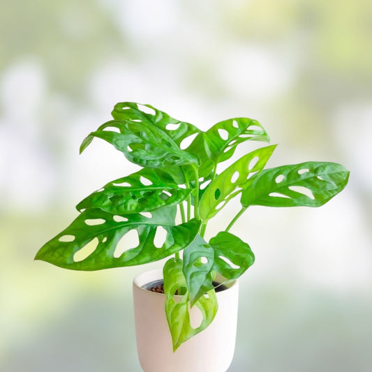 Monstera Adansonii Swiss Cheese Plant Cuttings – Live Indoor Outdoor Houseplant, 3 Healthy Starter Plants