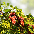 Vitis vinifera Grape Cutting Vine in Pot Sweet Seedless Fruit-Bearing Plant Live Starter Plant