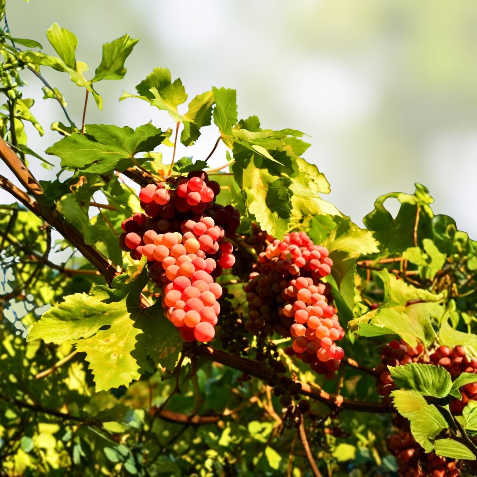 Vitis vinifera Grape Cutting Vine in Pot Sweet Seedless Fruit-Bearing Plant Live Starter Plant
