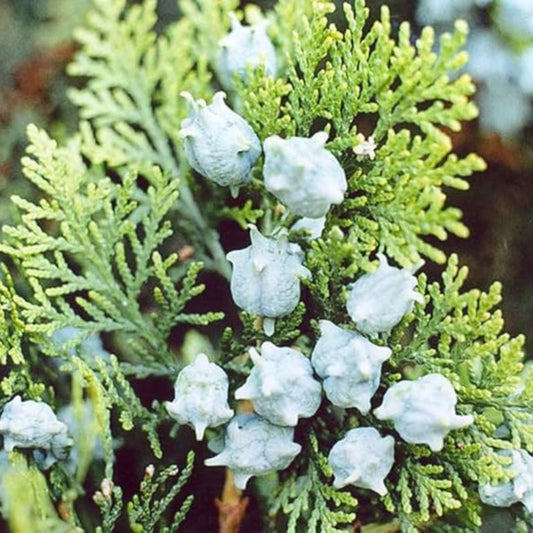 Oriental Arborvitae Tree Seeds 40 Pack Evergreen Conifer Landscaping Platycladus orientalis