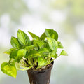 Global Green Pothos Starter Plant – Variegated Epipremnum aureum Indoor Houseplant, Easy Care Trailing Vine, Rare Variegation