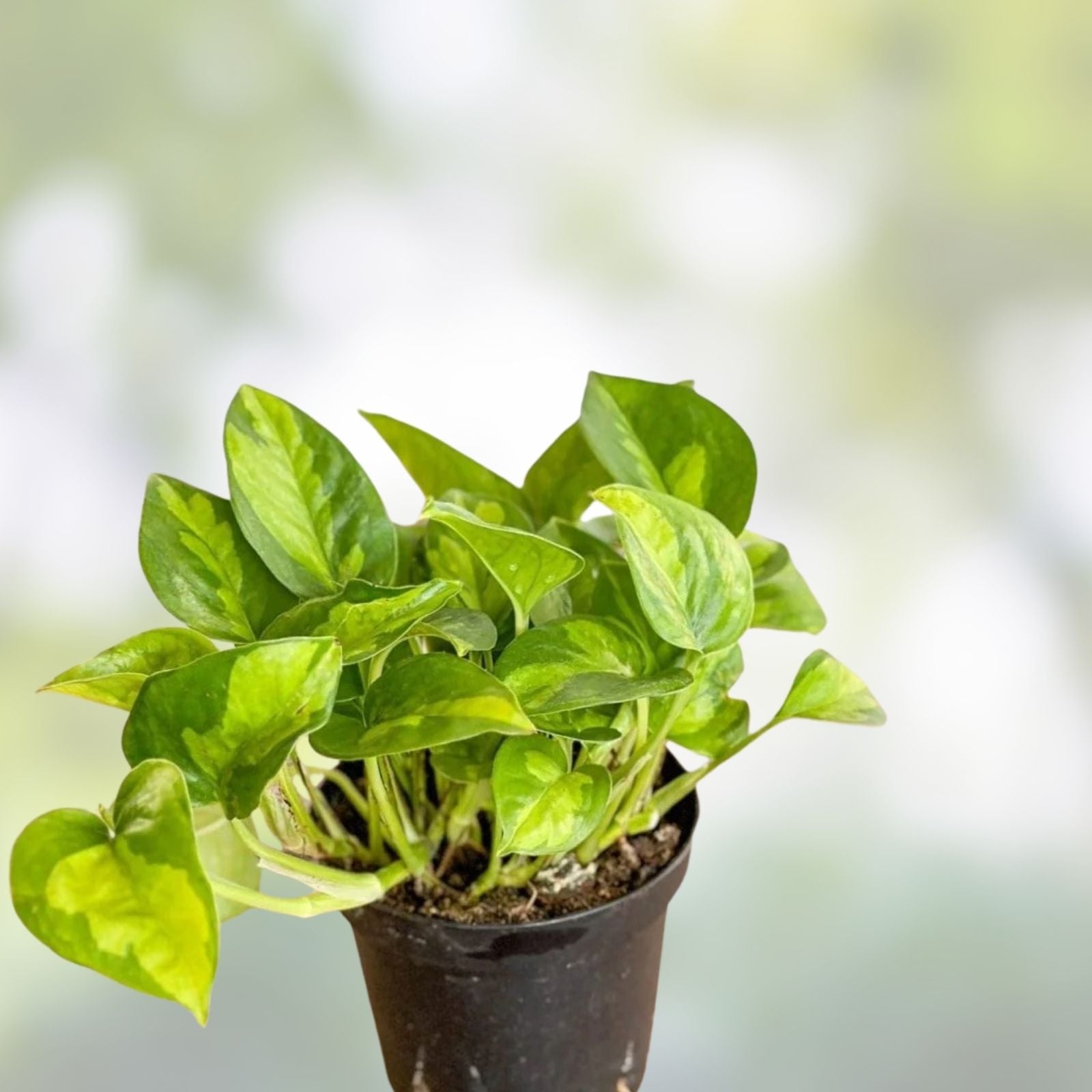 Global Green Pothos Starter Plant – Variegated Epipremnum aureum Indoor Houseplant, Easy Care Trailing Vine, Rare Variegation
