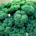 Vates Blue Curled Scotch Kale Seeds Non-GMO Heirloom Vegetable Garden Starter 50+