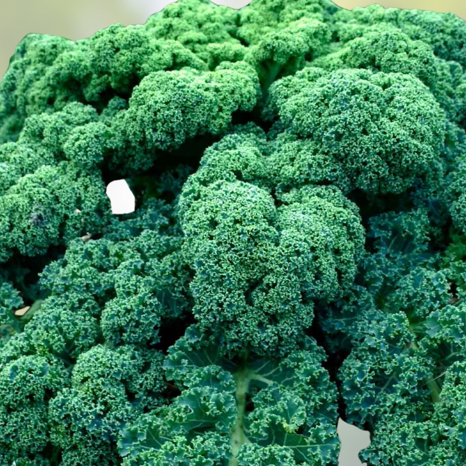 Vates Blue Curled Scotch Kale Seeds Non-GMO Heirloom Vegetable Garden Starter 50+