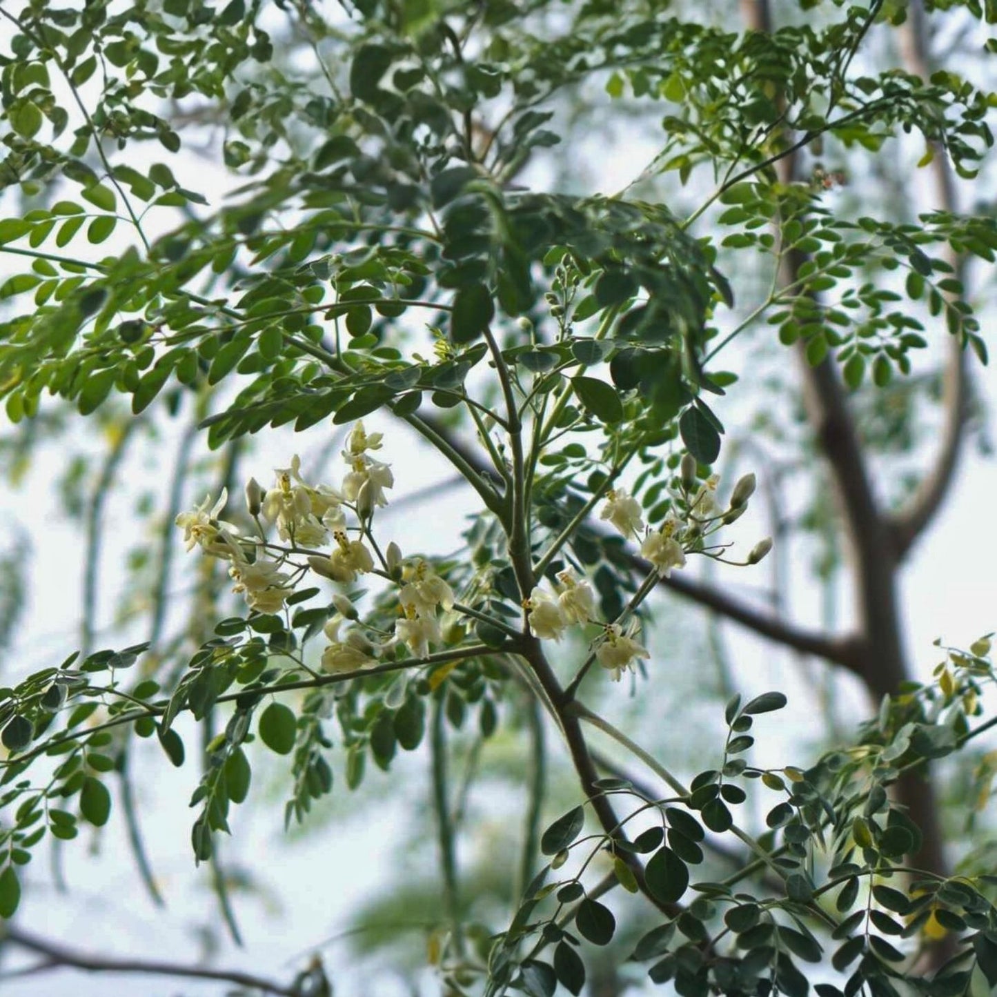 Moringa oleifera Cuttings, Drumstick Tree Propagules, Organic Live Plant Starter, Gardening, Farming, Bare Root, Houseplant