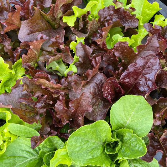 Gourmet Lettuce Mix Seeds 500 Heirloom Salad Greens Organic Vegetable Seeds for Fast Growing Fresh Salad