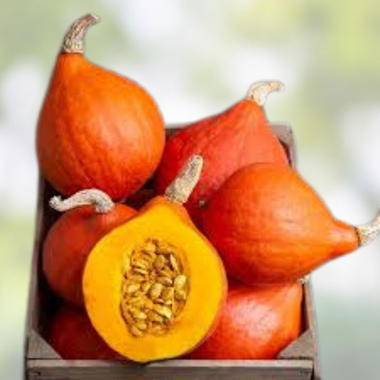 Organic Red Kuri Squash Seeds 10 Pack Cucurbita pepo Heirloom Non-GMO Vegetable Seeds USA Grown