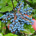 Creeping Barberry Bush Seeds 50 Pack | Oregon Grape Mahonia repens for Gardens & Landscapes | Fast Growing Plant Seeds