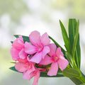 Pink Oleander Plant Cuttings 7" Live Flowers for Propagation Nerium oleander Houseplant Bare Root Starter