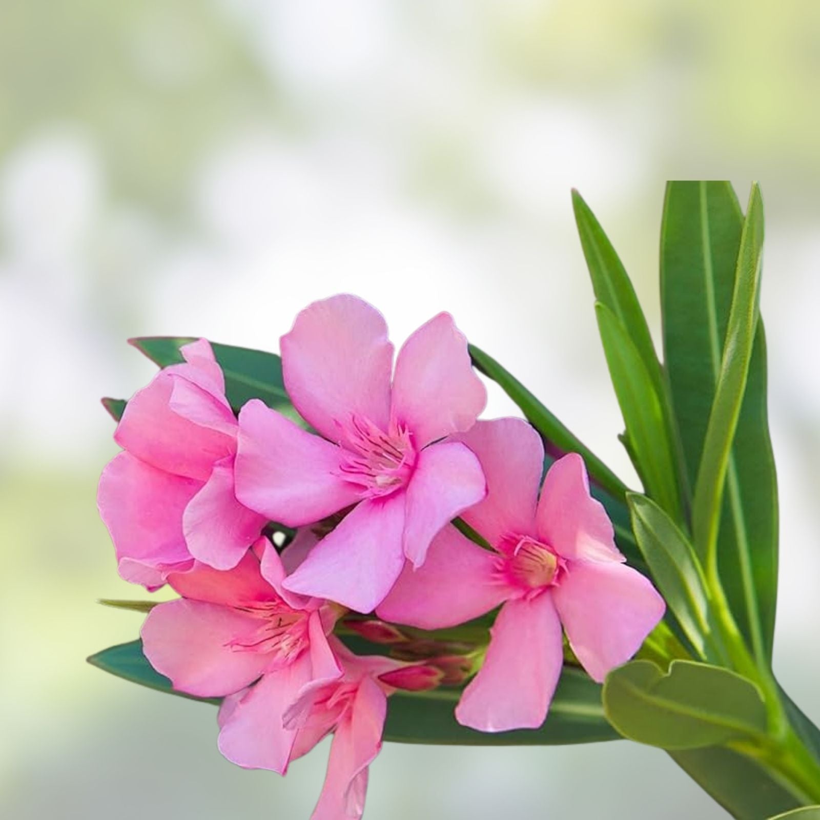 Pink Oleander Plant Cuttings 7" Live Flowers for Propagation Nerium oleander Houseplant Bare Root Starter