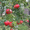 Rooted Pomegranate Cuttings - 3 Healthy Fruit Bearing Plants - Punica granatum for Home Gardens and Landscaping