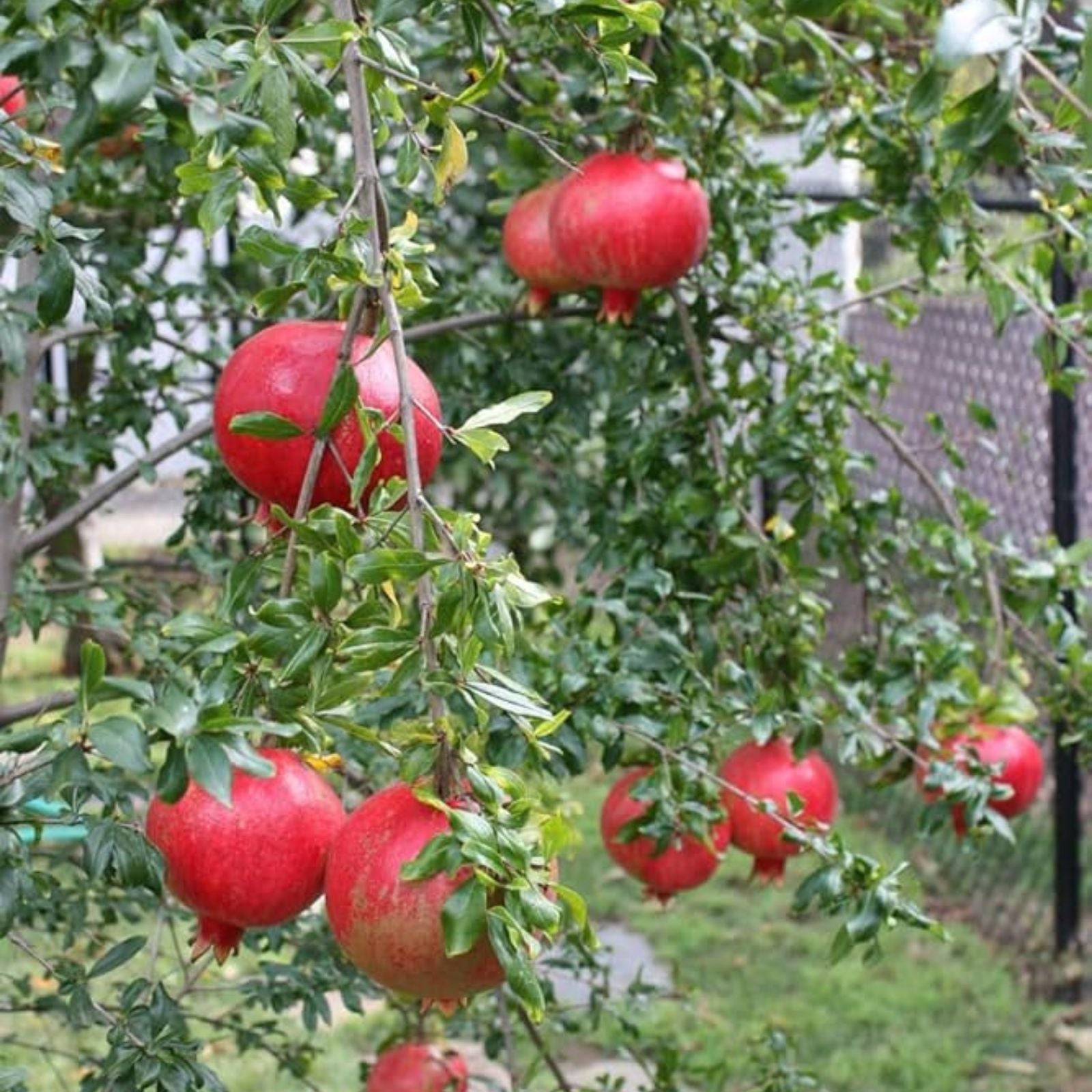 Rooted Pomegranate Cuttings - 3 Healthy Fruit Bearing Plants - Punica granatum for Home Gardens and Landscaping