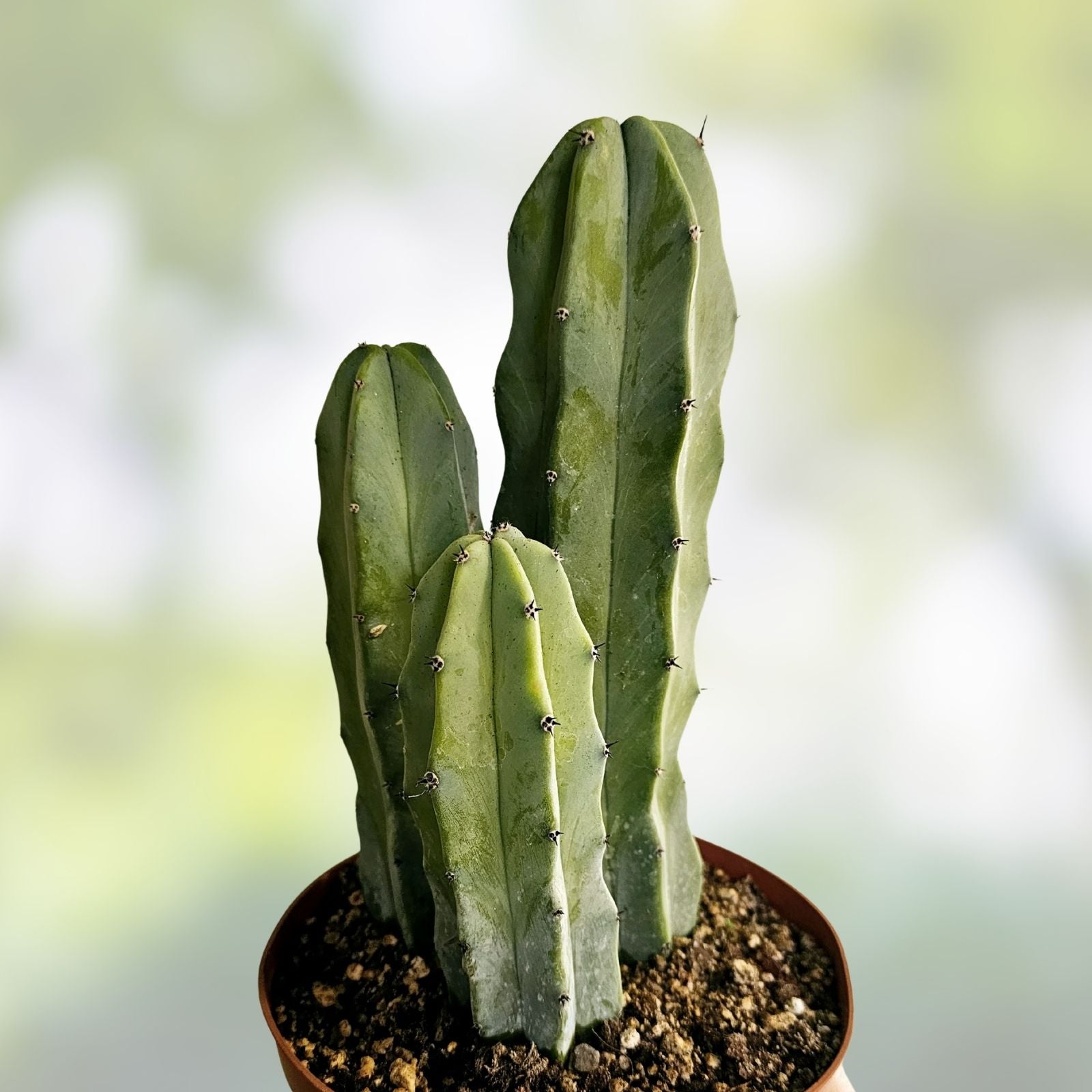 Myrtillocactus Geometrizans Blue Candle Plant 10-12" Live Desert Cactus Succulent Indoor Houseplant