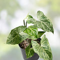 Syngonium Batik Plant Potted Indoor Houseplant, Live Cutting, Houseplant, Green Variegated, Starter Plant