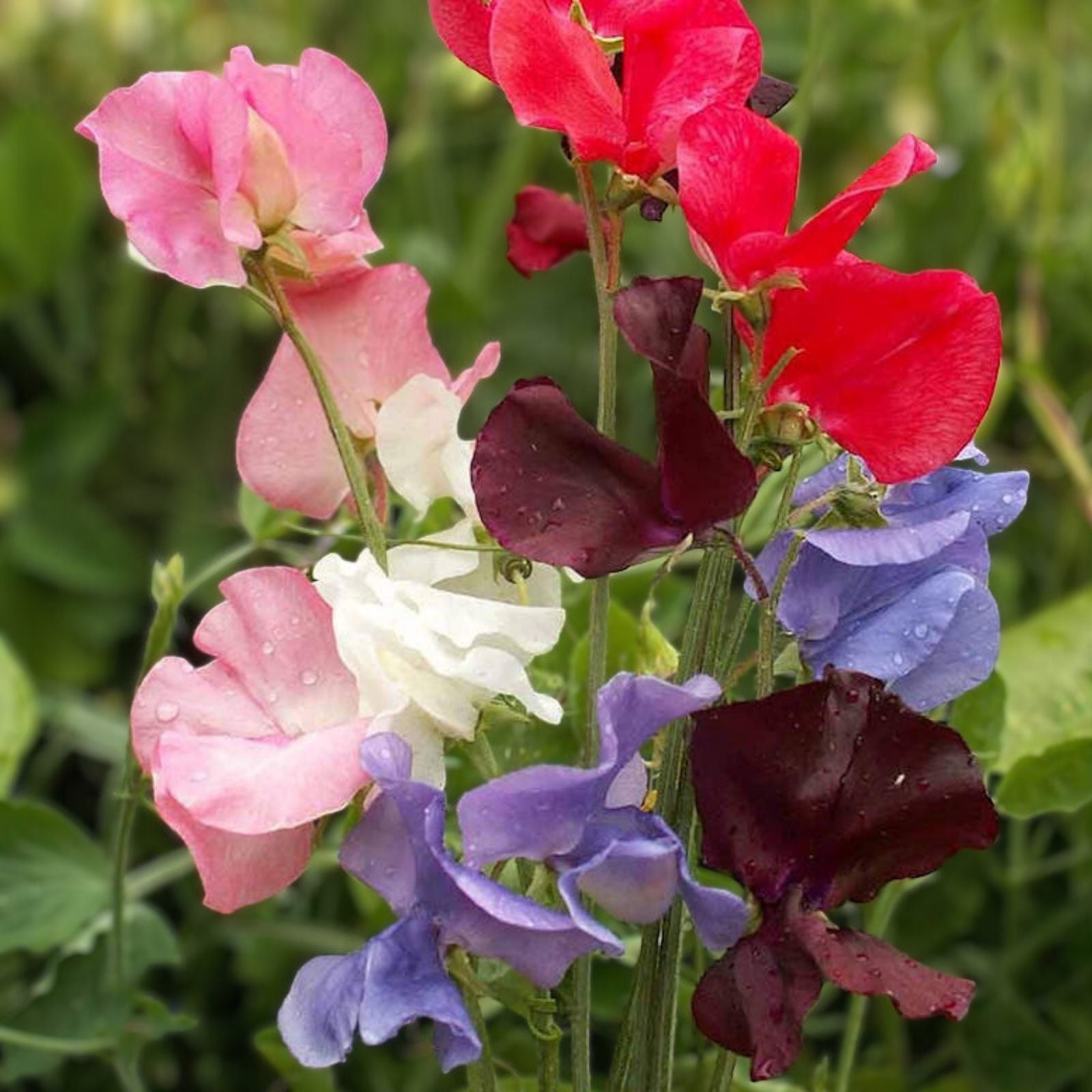Sweet Pea Seeds 250 Count Early Multiflora Gigantea Mix – Fragrant Climbing Flower Seeds for Garden, Fast Growing Lathyrus odoratus