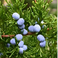 Eastern Red Cedar Trees 5 Pack, Juniperus Virginiana Native Southern Alabama, Live Rooted Starter Plants