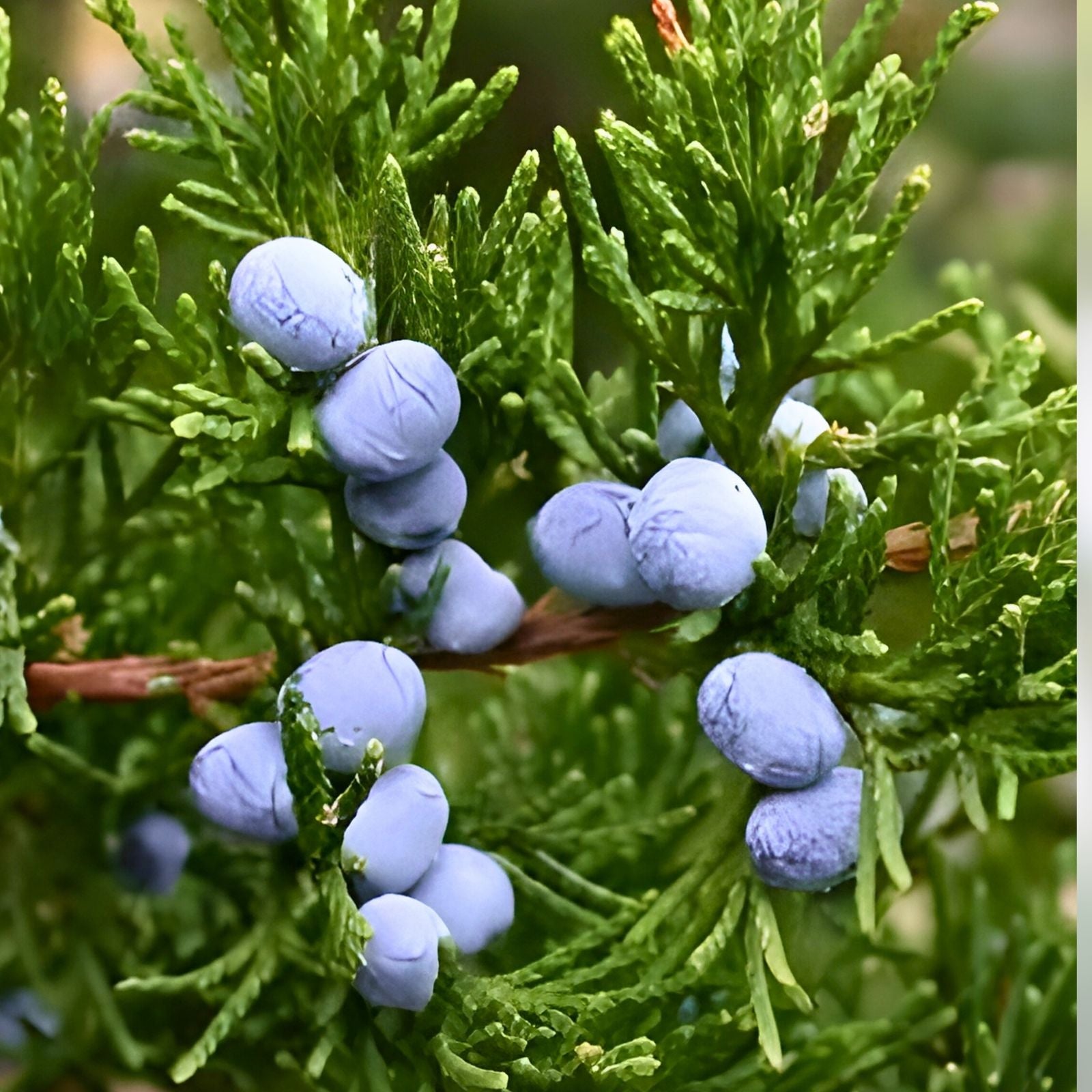 Eastern Red Cedar Trees 5 Pack, Juniperus Virginiana Native Southern Alabama, Live Rooted Starter Plants