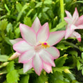 Thanksgiving Cactus Cuttings Angel Dance Schlumbergera Indoor Holiday Plant Bare Root Live Starter Houseplant
