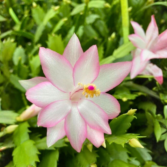 Thanksgiving Cactus Cuttings Angel Dance Schlumbergera Indoor Holiday Plant Bare Root Live Starter Houseplant