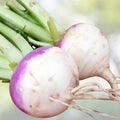 Purple Top Turnip Seeds 100 Pack Heirloom Non-GMO Brassica rapa Vegetable Seeds for Gardening, Root Crop, Starter Plant