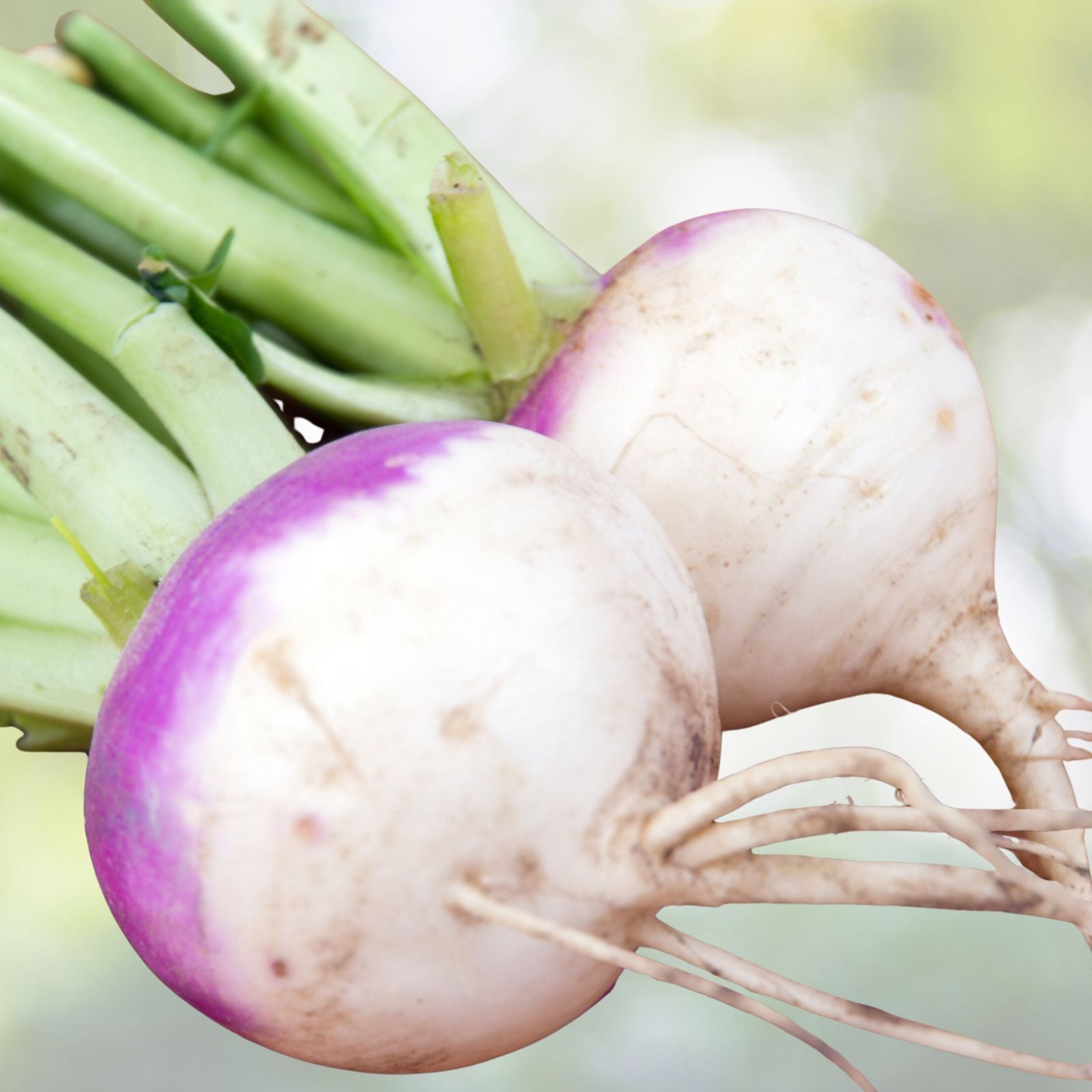 Purple Top Turnip Seeds 100 Pack Heirloom Non-GMO Brassica rapa Vegetable Seeds for Gardening, Root Crop, Starter Plant
