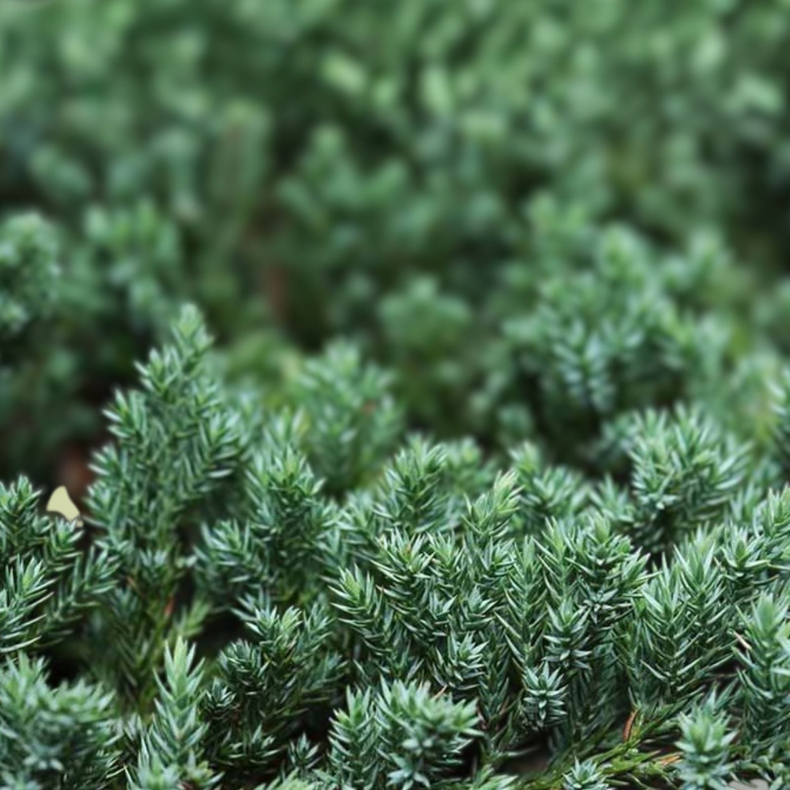 Juniper Cuttings Set of 12 Live Shrubs for Landscaping Juniperus spp. Zone 5-9 Bare Root Starter Plants