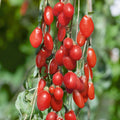 Goji Berry Plant Cutting in Pot – Lycium barbarum Fruit-bearing Live Plant for Garden or Container Growth