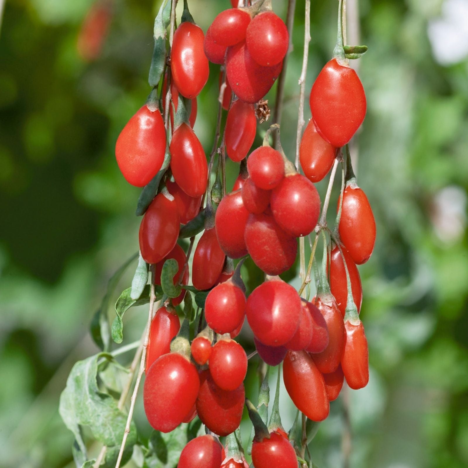 Goji Berry Plant Cutting in Pot – Lycium barbarum Fruit-bearing Live Plant for Garden or Container Growth
