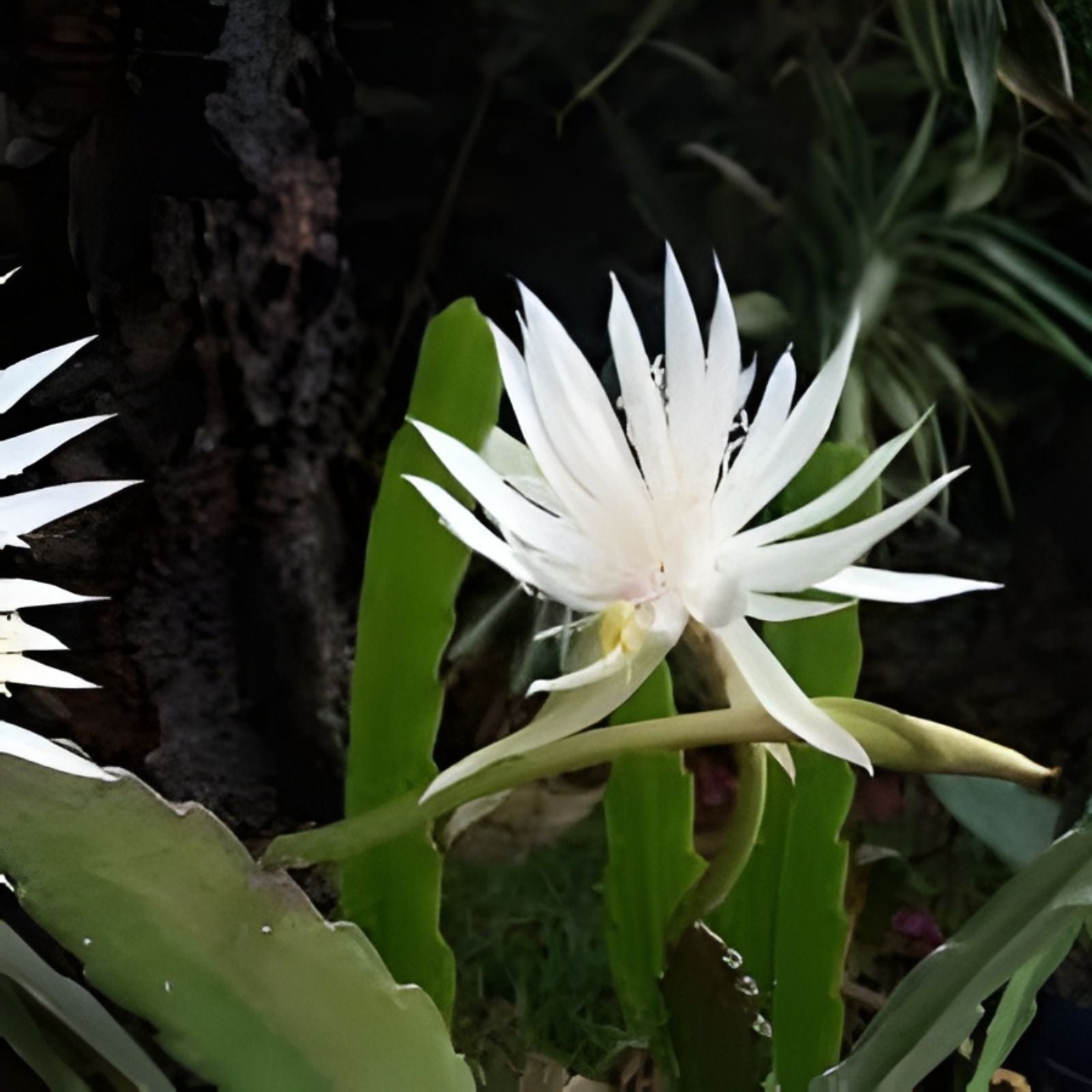 Epiphyllum Cuttings Judy C. Orchid Cactus Plant Clippings | Don's Propagation Fresh Stock