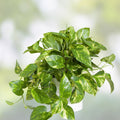 Giant Variegated Golden Pothos Cuttings 3 Nodes Epipremnum aureum Indoor Trailing Houseplant